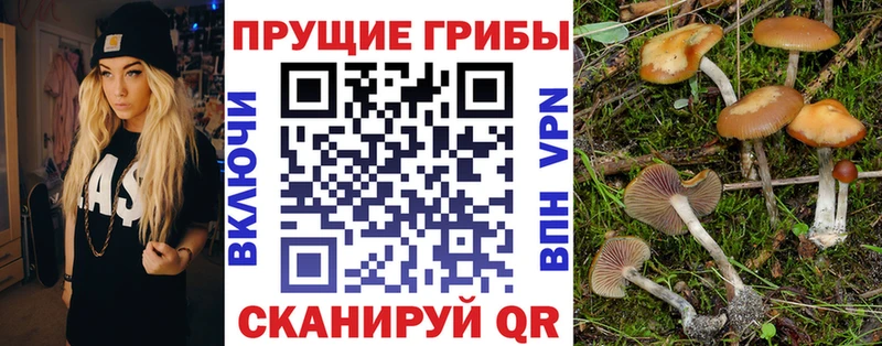 Галлюциногенные грибы Psilocybe  наркотики  Владикавказ 